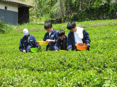 茶摘み