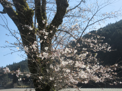 桜